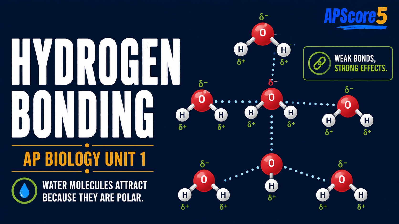 Water hydrogen bonds diagram