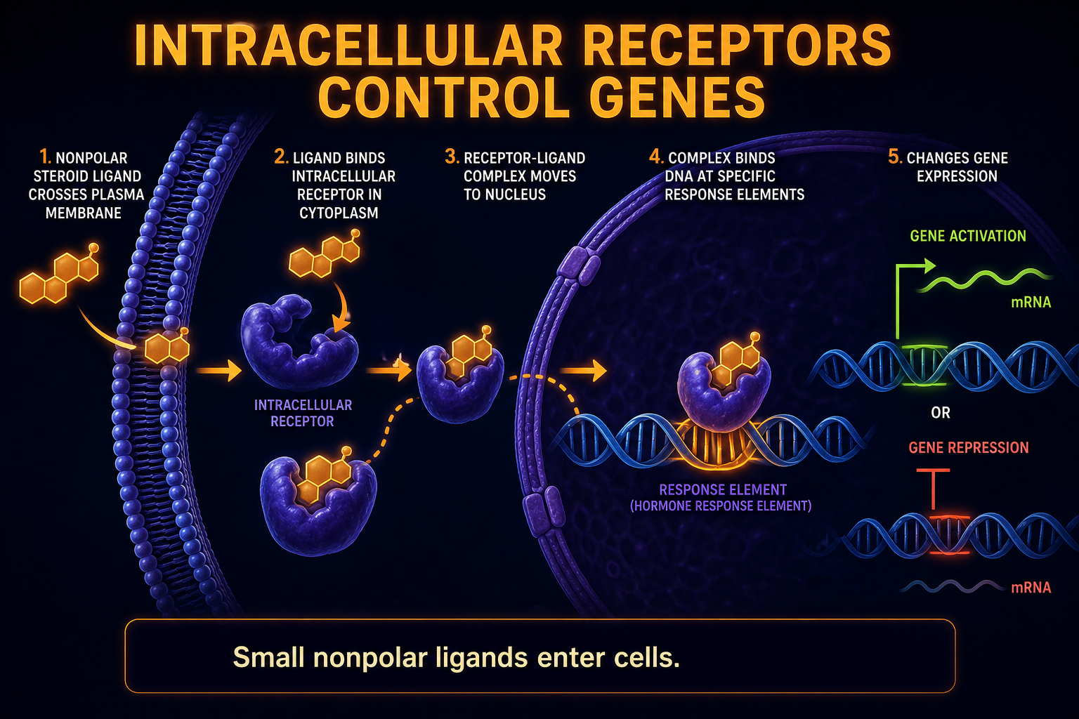 AP Biology intracellular receptor infographic showing a lipid-soluble ligand crossing the membrane, binding an intracellular receptor, entering the nucleus, and regulating gene expression