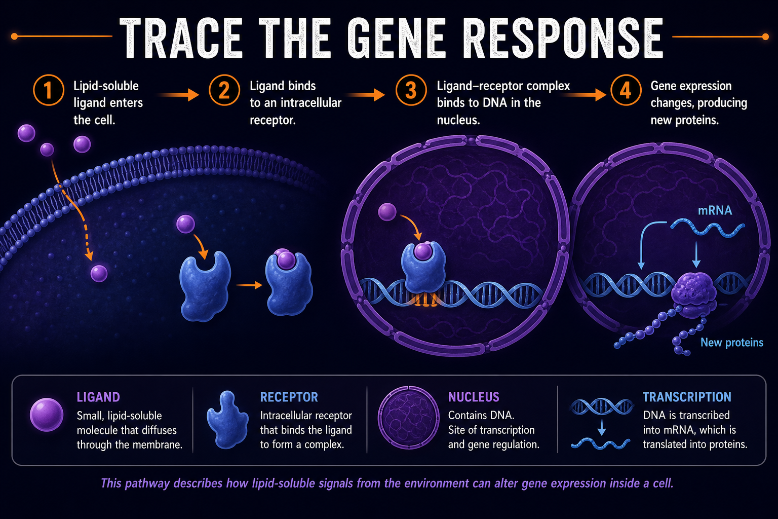 AP Biology intracellular receptor FRQ infographic showing how to trace ligand entry, intracellular receptor binding, nuclear DNA binding, and gene expression response