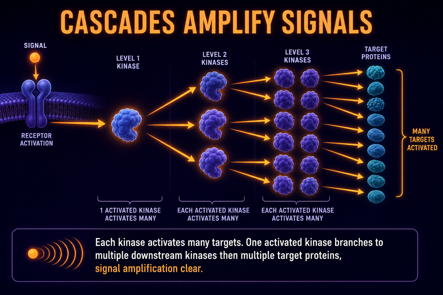 AP Biology kinase cascade amplification infographic showing one kinase activating many downstream targets