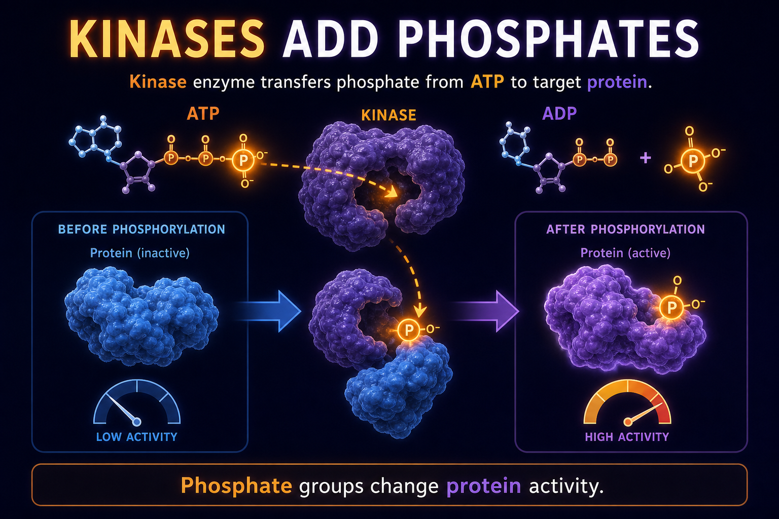 AP Biology kinase infographic showing a kinase adding a phosphate group to a target protein