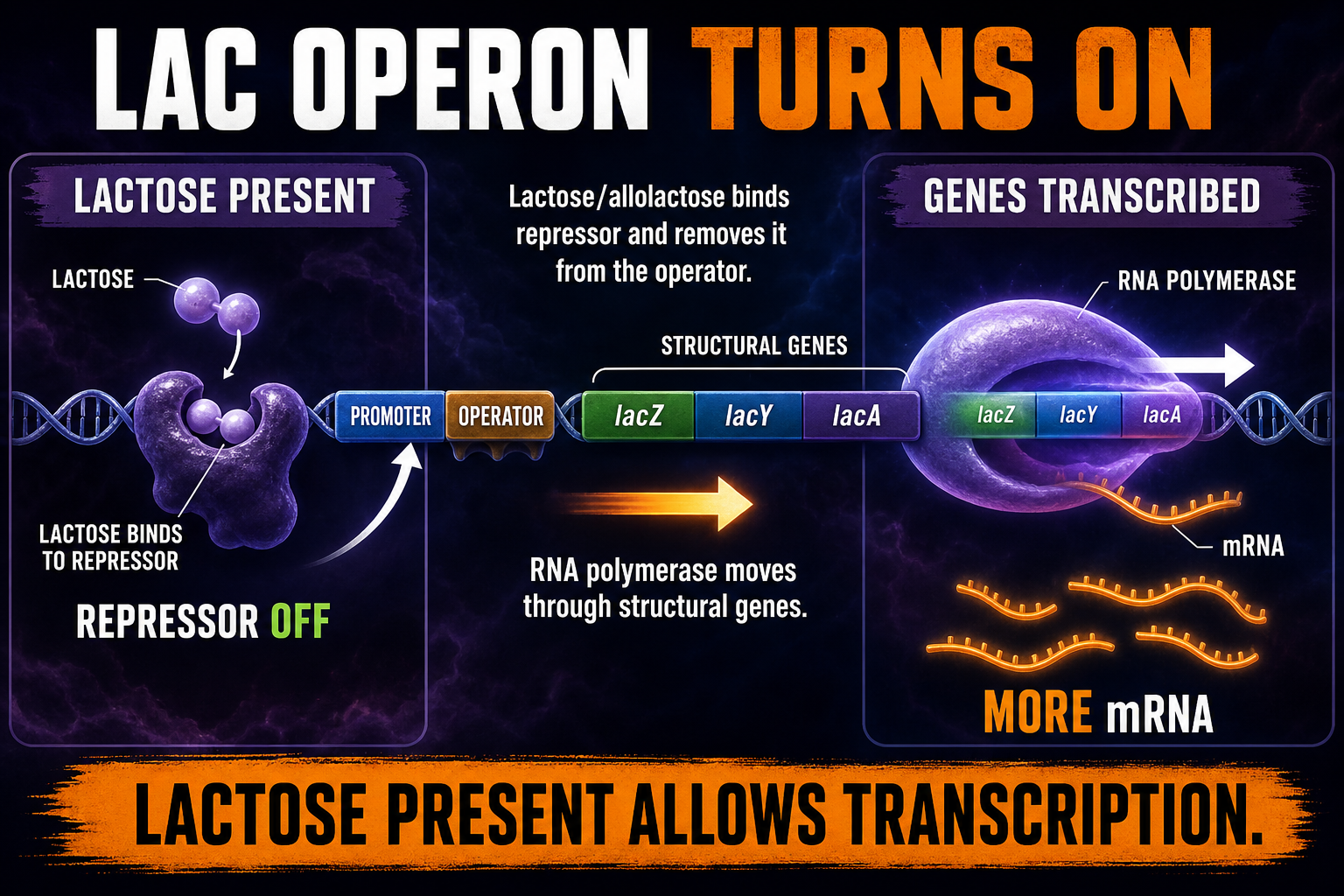 Lac Operon Inducible AP Biology Lac operon inducible AP Biology diagram showing lactose inactivating repressor and increasing transcription