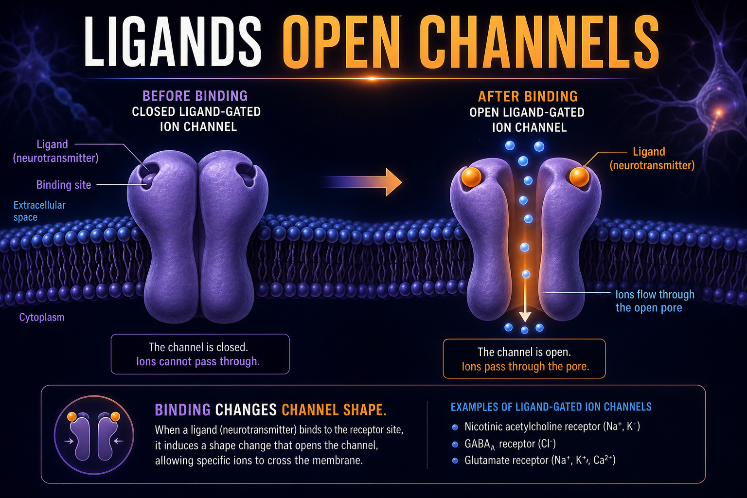 AP Biology ligand-gated ion channel infographic showing ligand binding opening a membrane channel