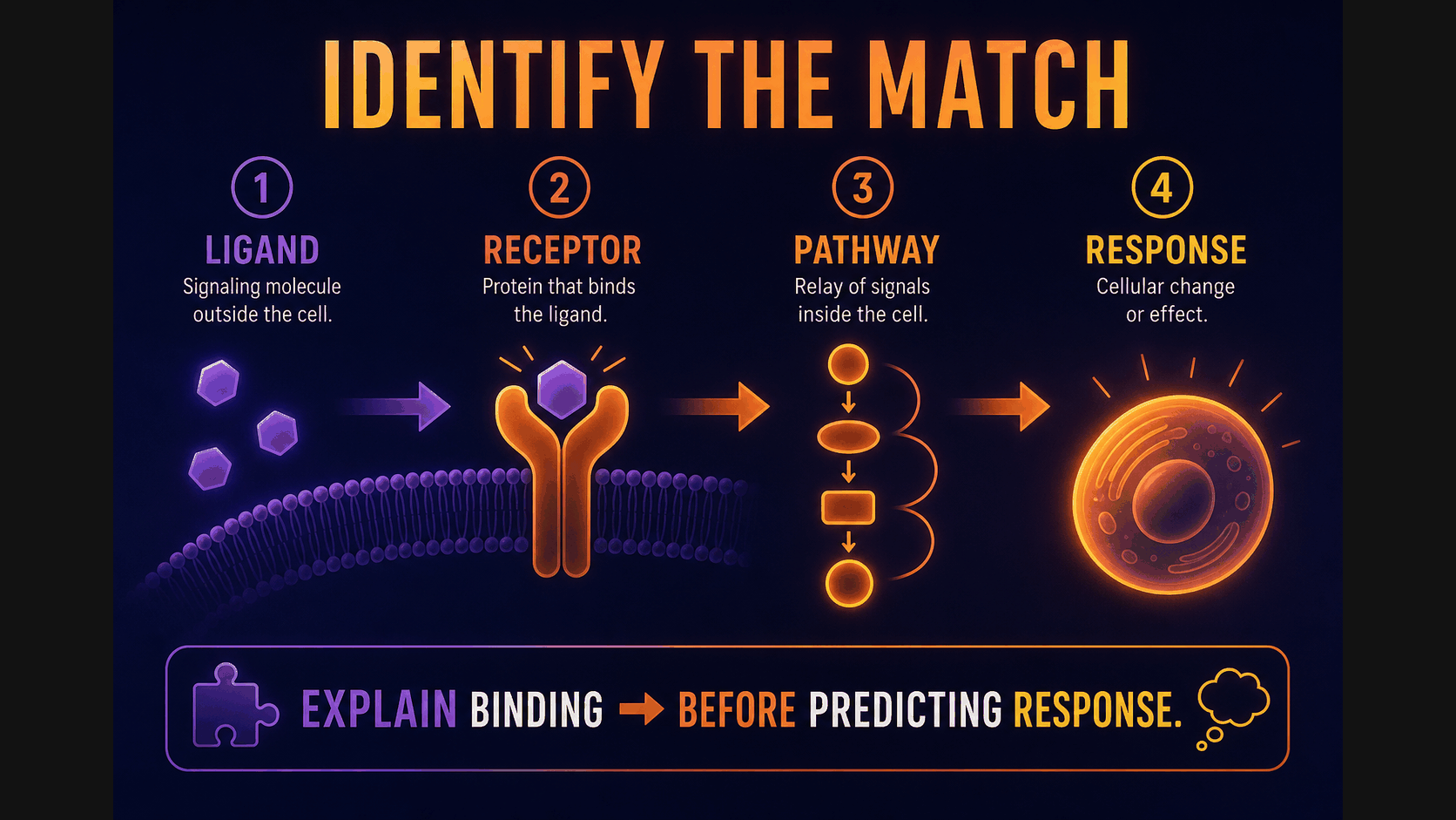 AP Biology FRQ reasoning infographic showing how to identify ligand receptor binding before predicting a cell response