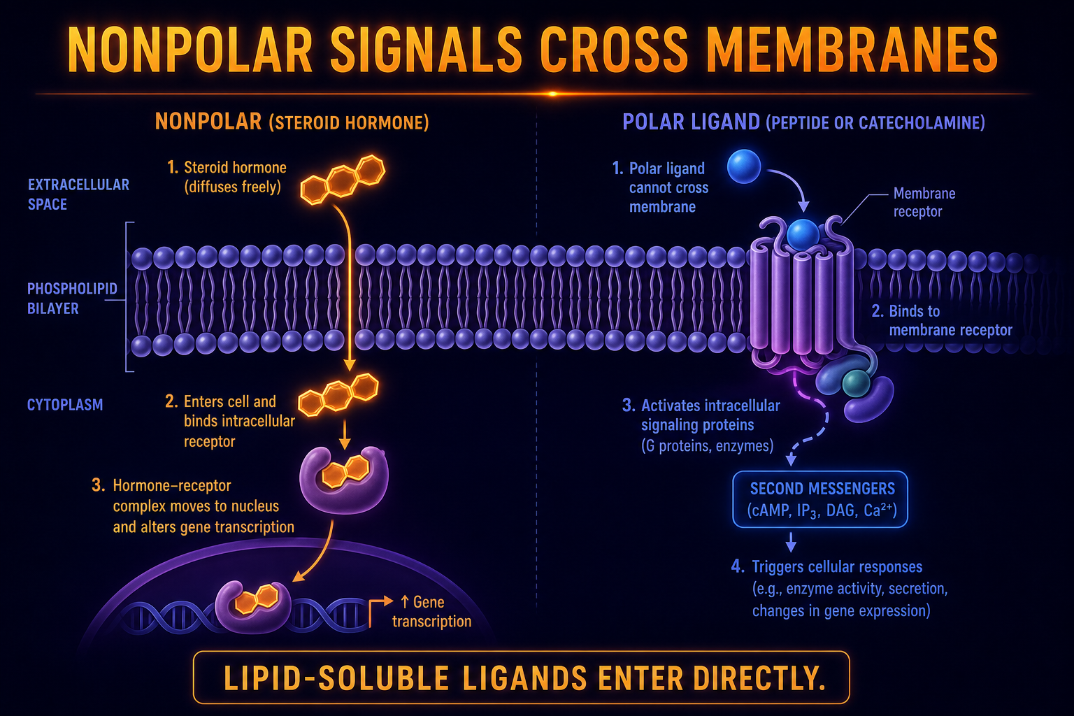 AP Biology lipid-soluble ligand infographic showing nonpolar hormones crossing the membrane while polar ligands use surface receptors