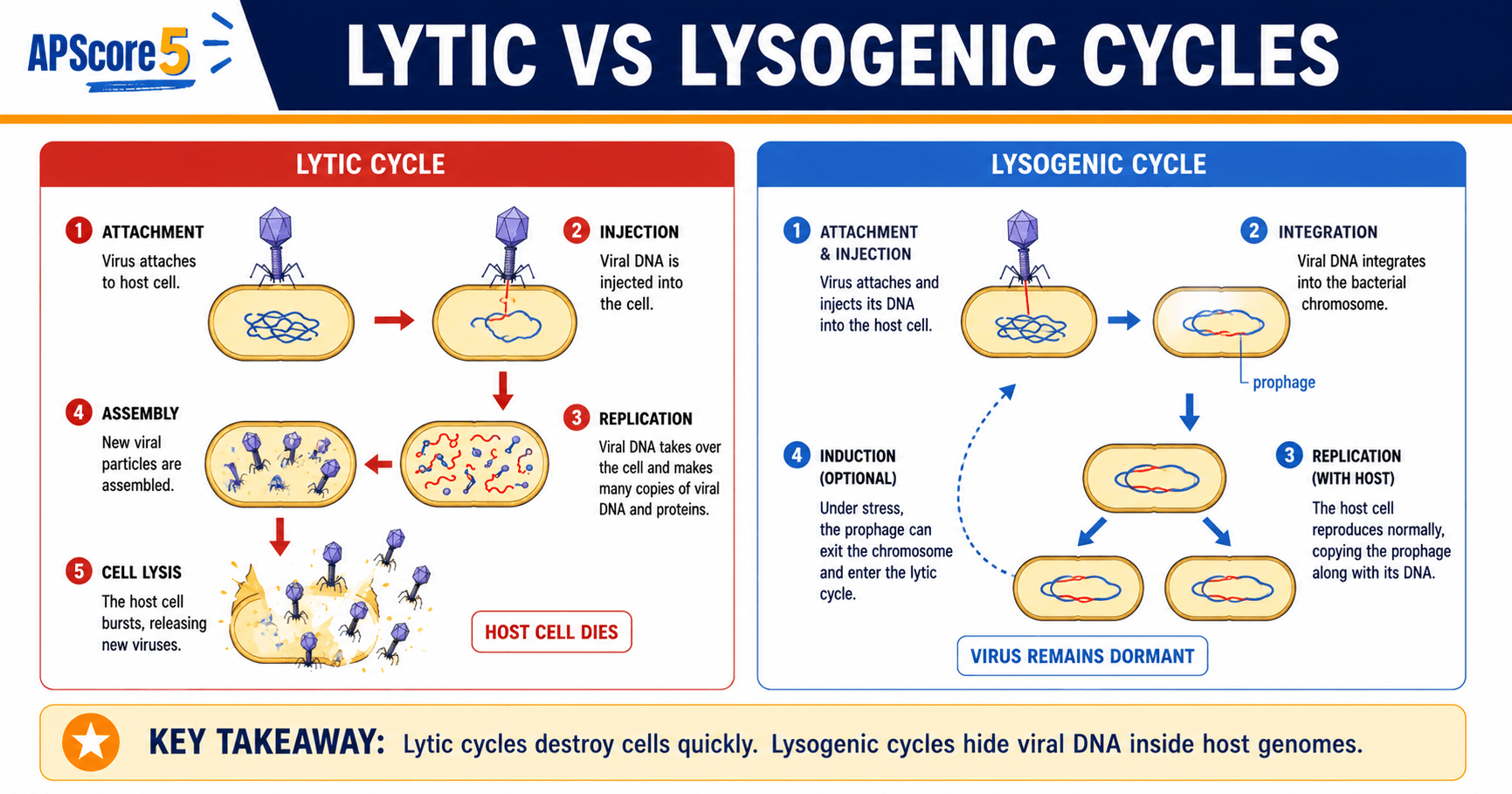 Lytic vs lysogenic cycles