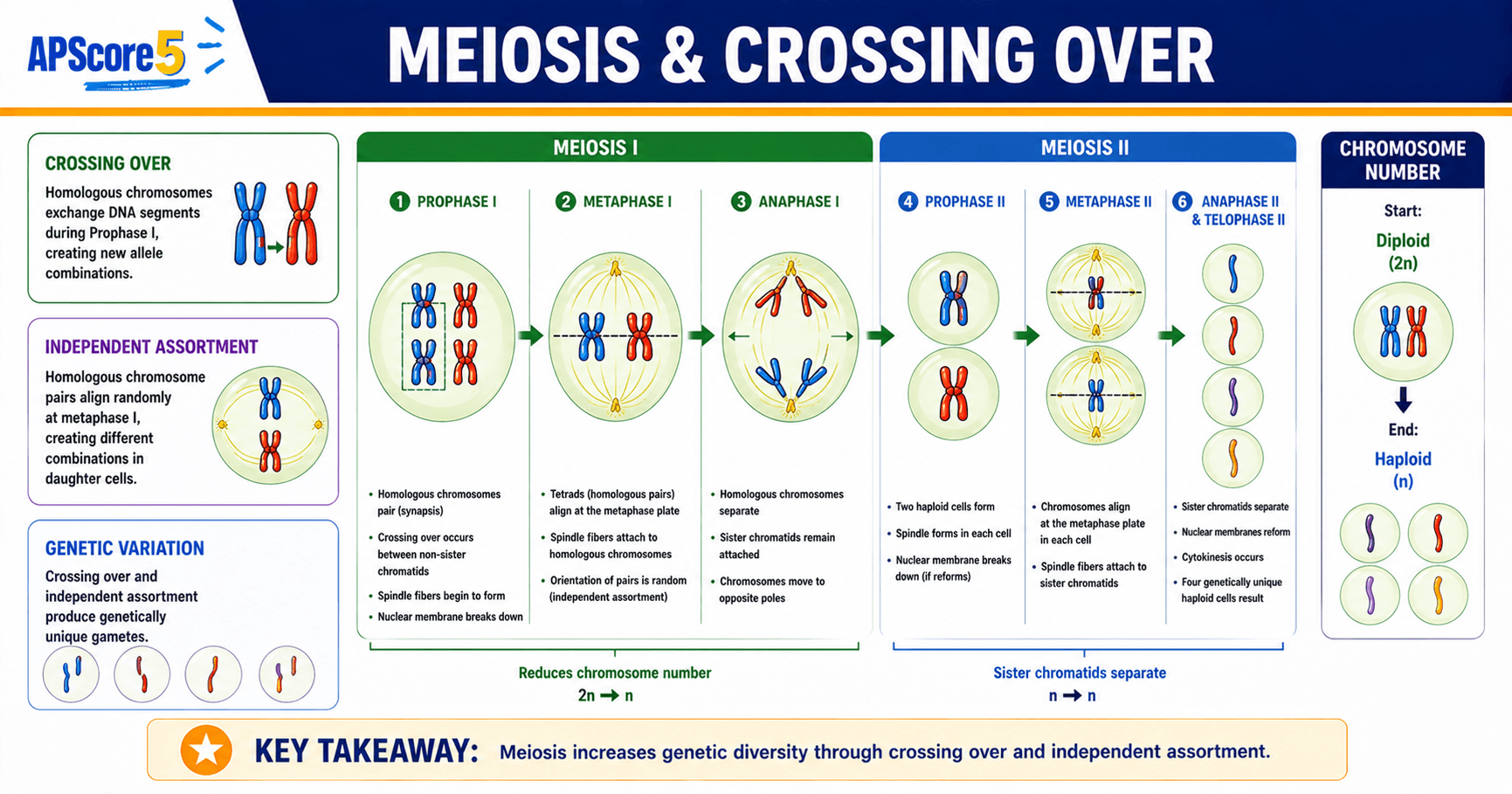 Meiosis crossing over diagram