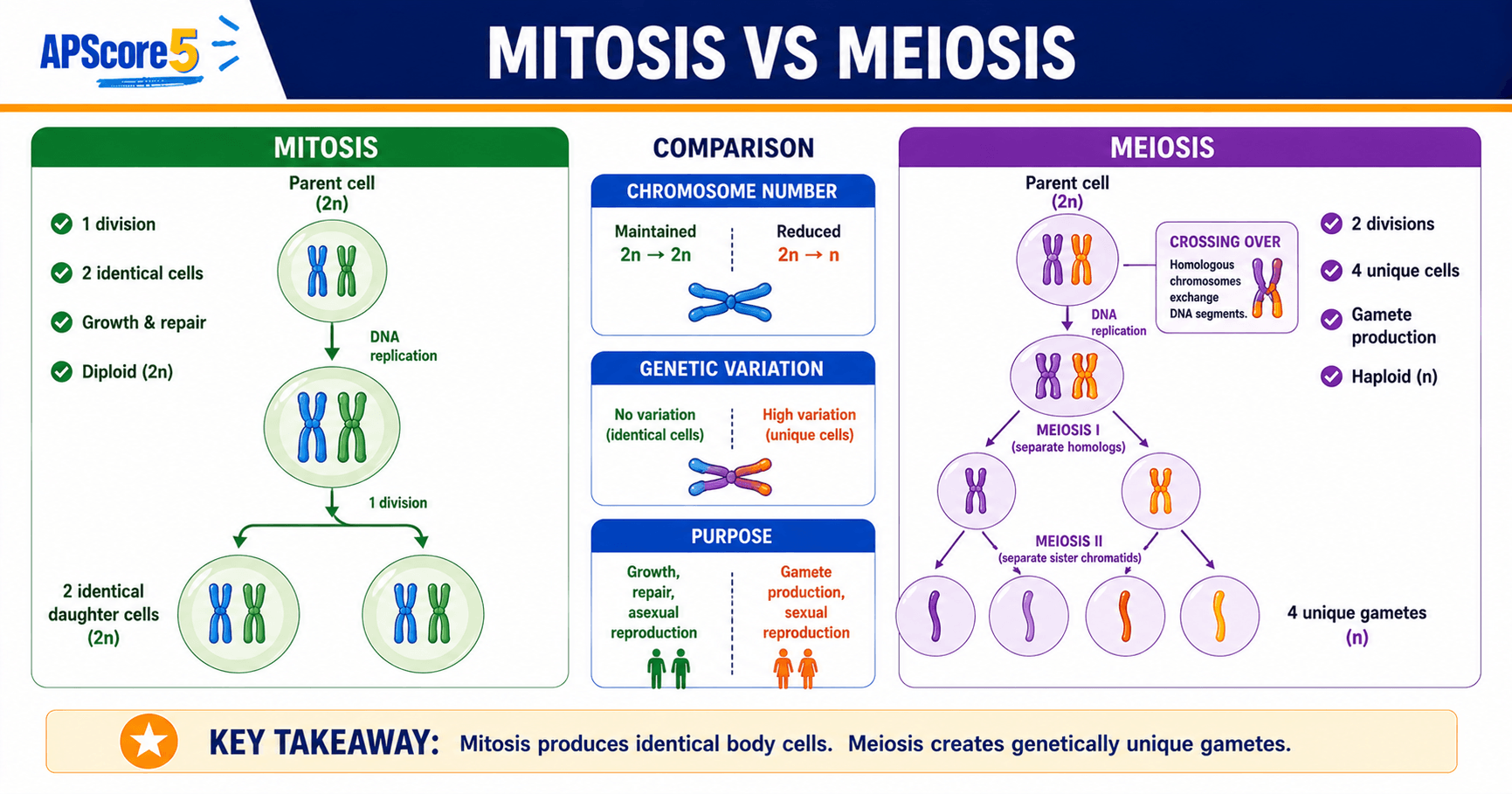 Mitosis vs meiosis compared