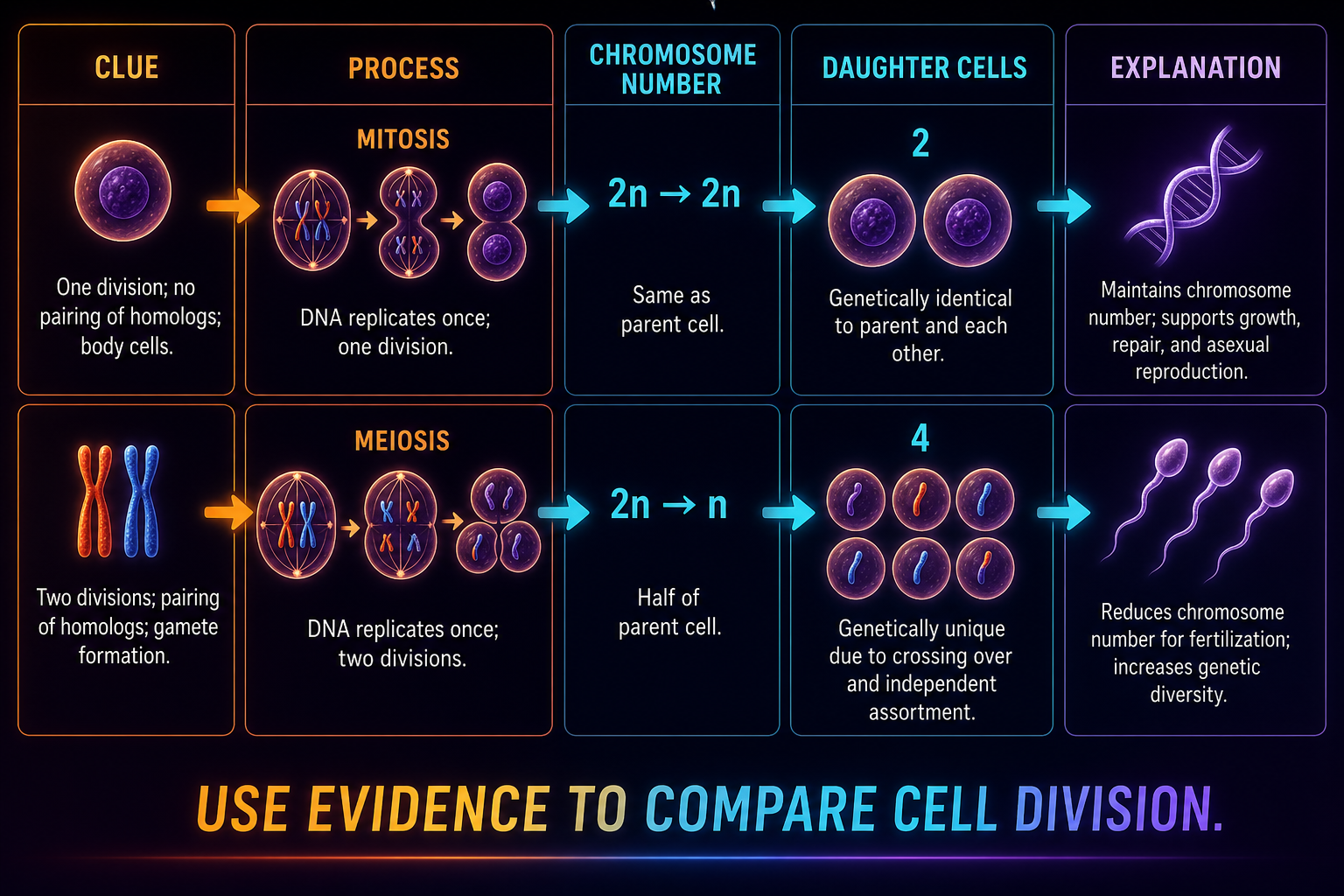 Mitosis meiosis FRQ graphic