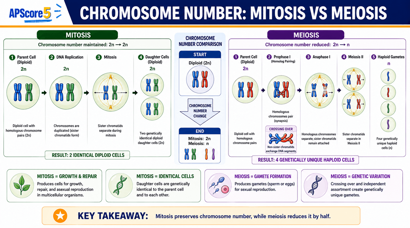 Chromosome count 2n vs n chart