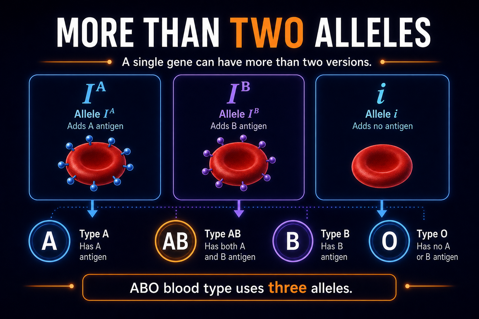 AP Biology multiple alleles infographic showing ABO blood type inheritance with IA, IB, and i alleles
