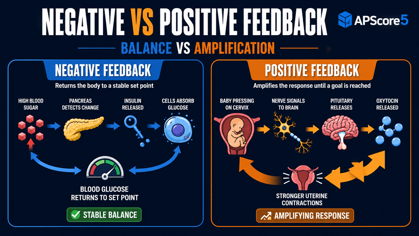 Negative vs positive loops