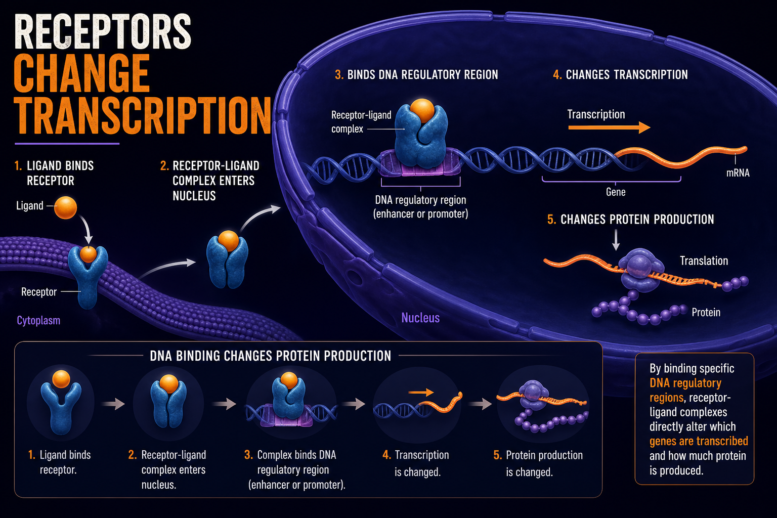 AP Biology nuclear receptor infographic showing receptor-ligand complex binding DNA and changing transcription and protein production