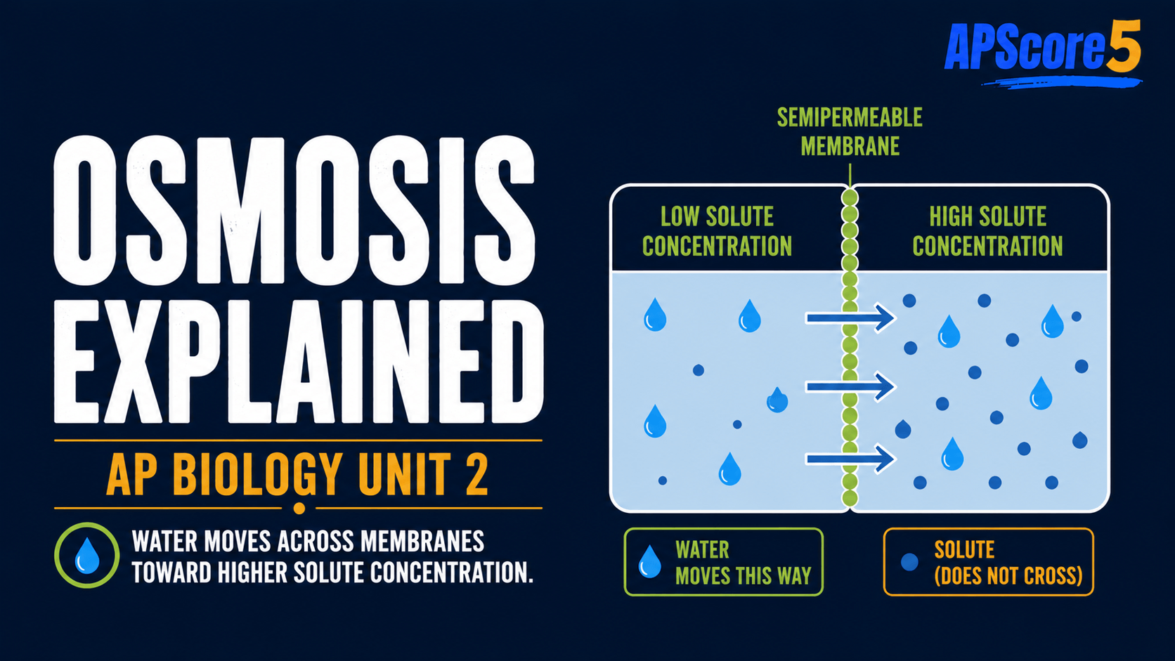 Osmosis membrane diagram
