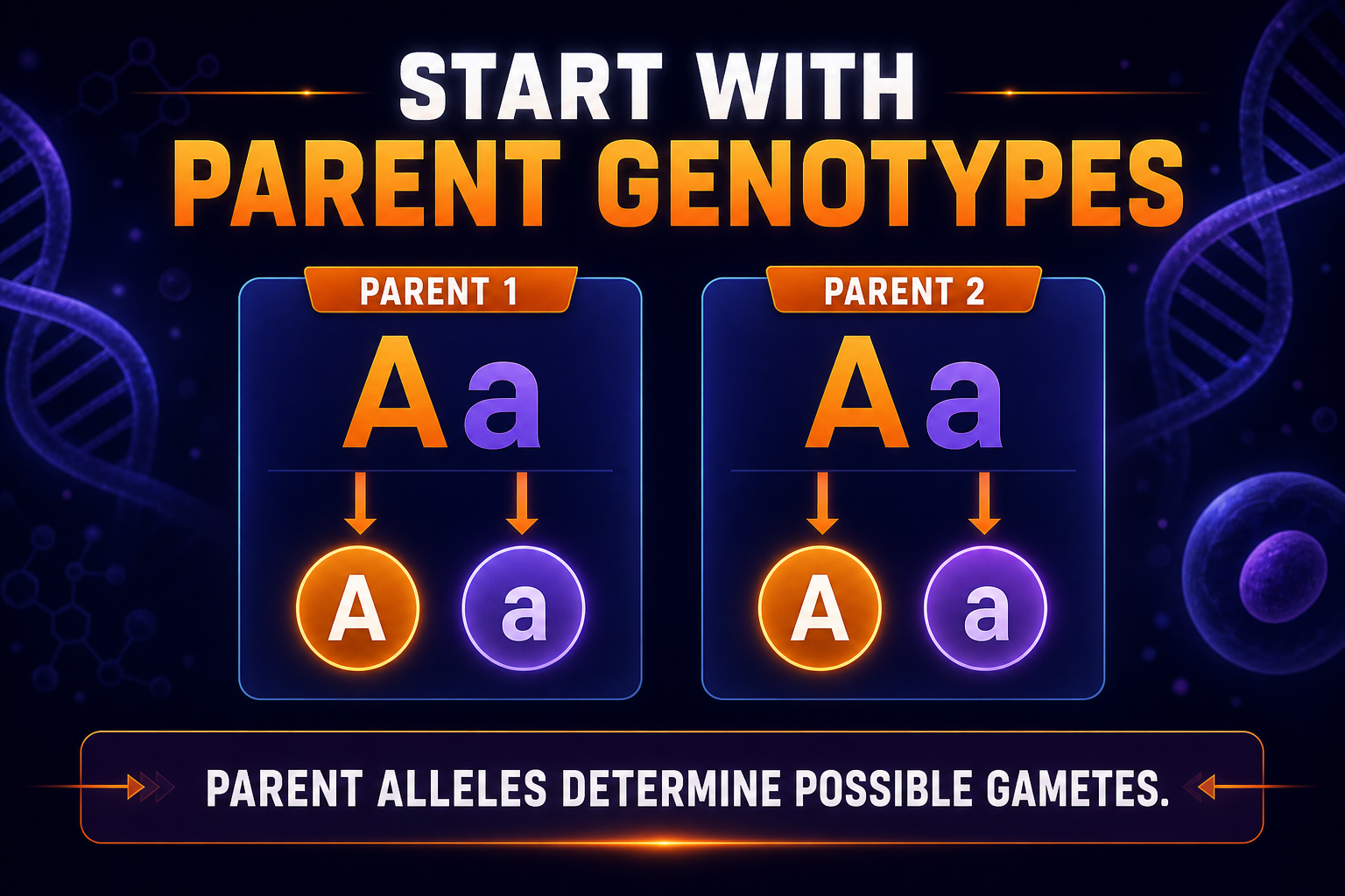AP Biology Punnett square infographic showing parent genotypes producing possible gametes
