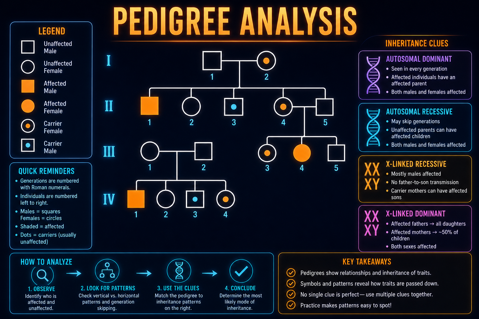 AP Biology pedigree analysis infographic showing symbols, carriers, autosomal inheritance, and X-linked recessive clues