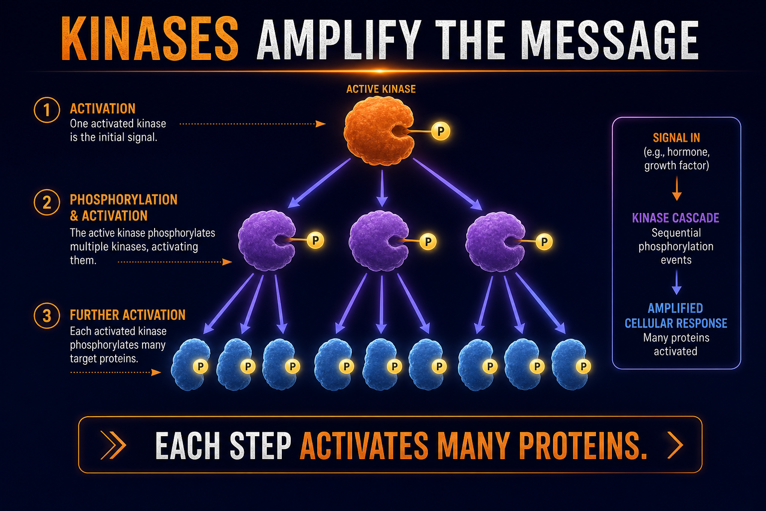 AP Biology phosphorylation cascade infographic showing kinases amplifying a signal through multiple protein activation steps