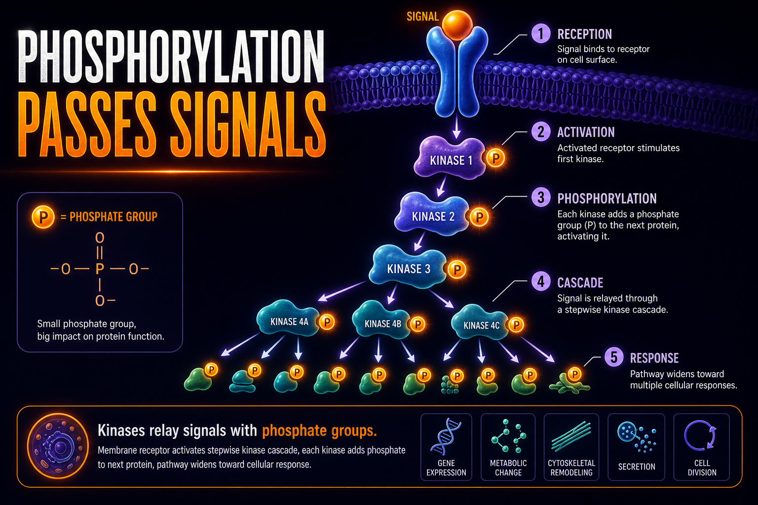 AP Biology phosphorylation cascade infographic showing kinases adding phosphate groups to relay proteins and amplify a signal