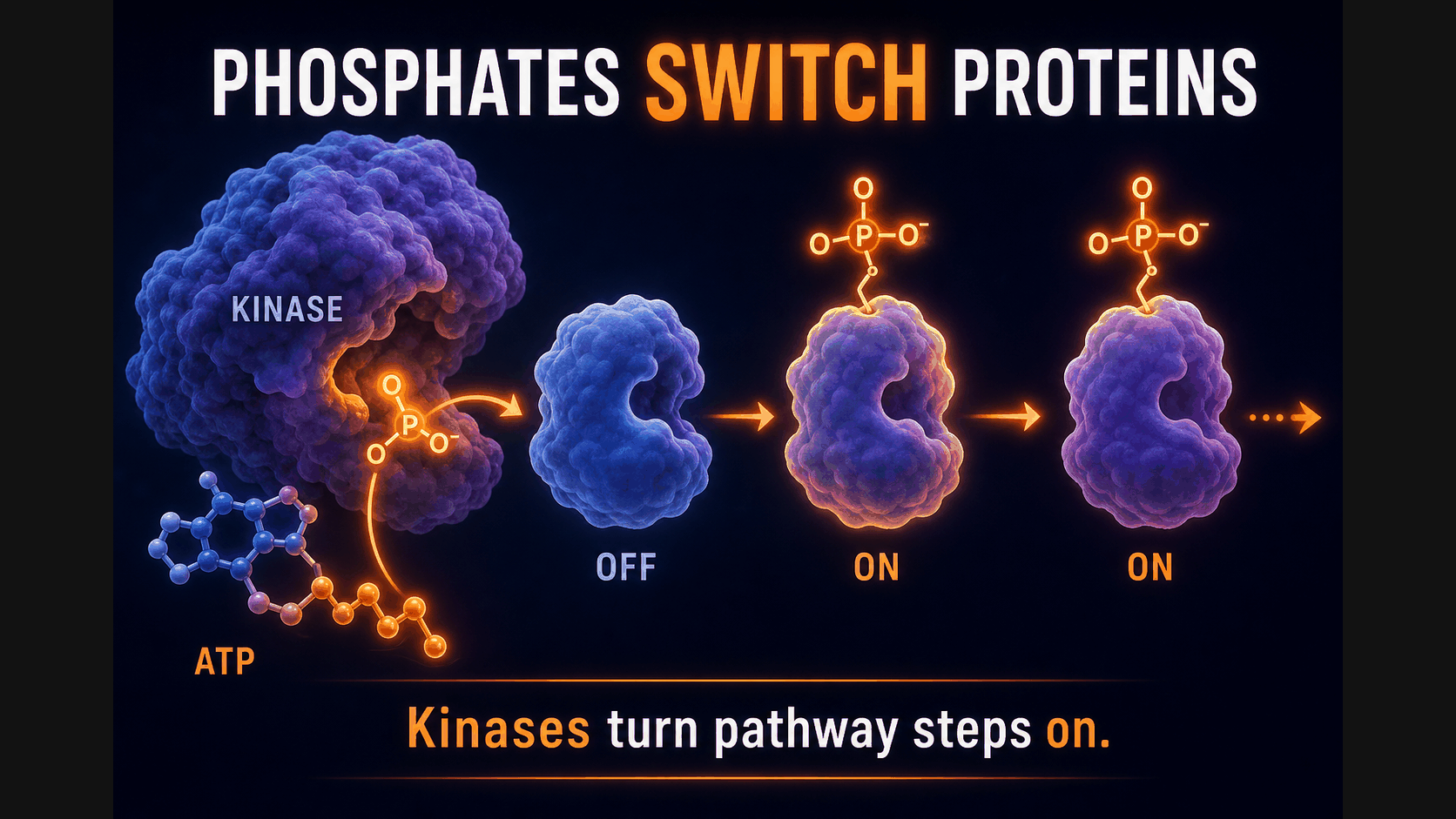 Kinase adds phosphate groups