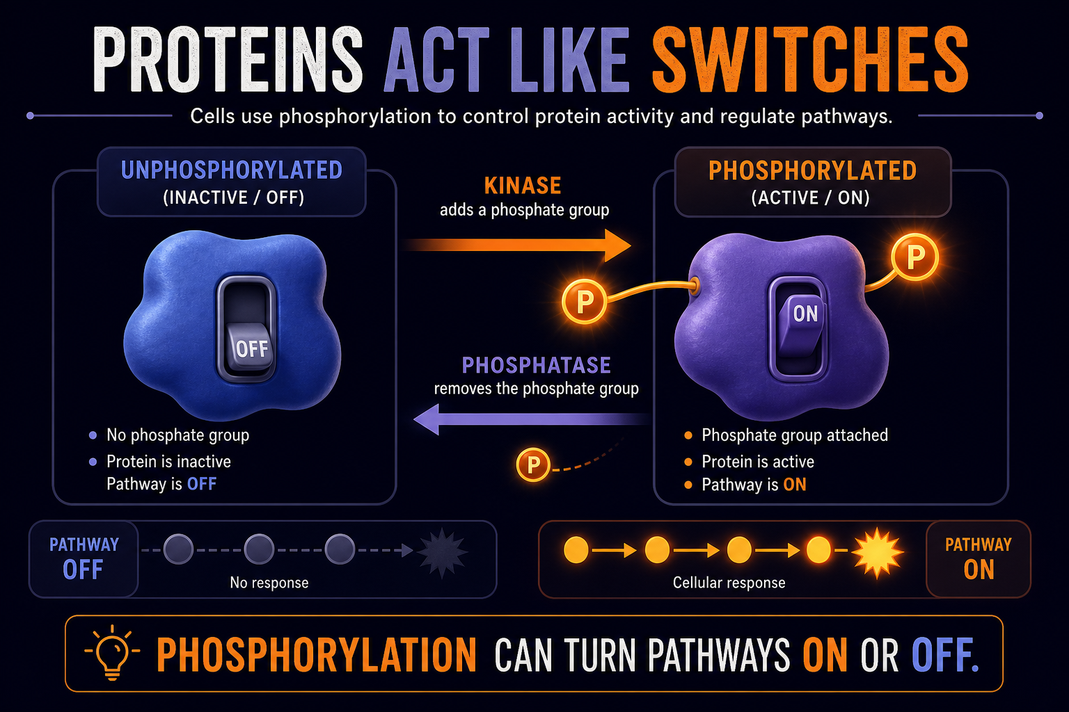 AP Biology phosphorylation switch infographic showing kinase and phosphatase control of protein activity states