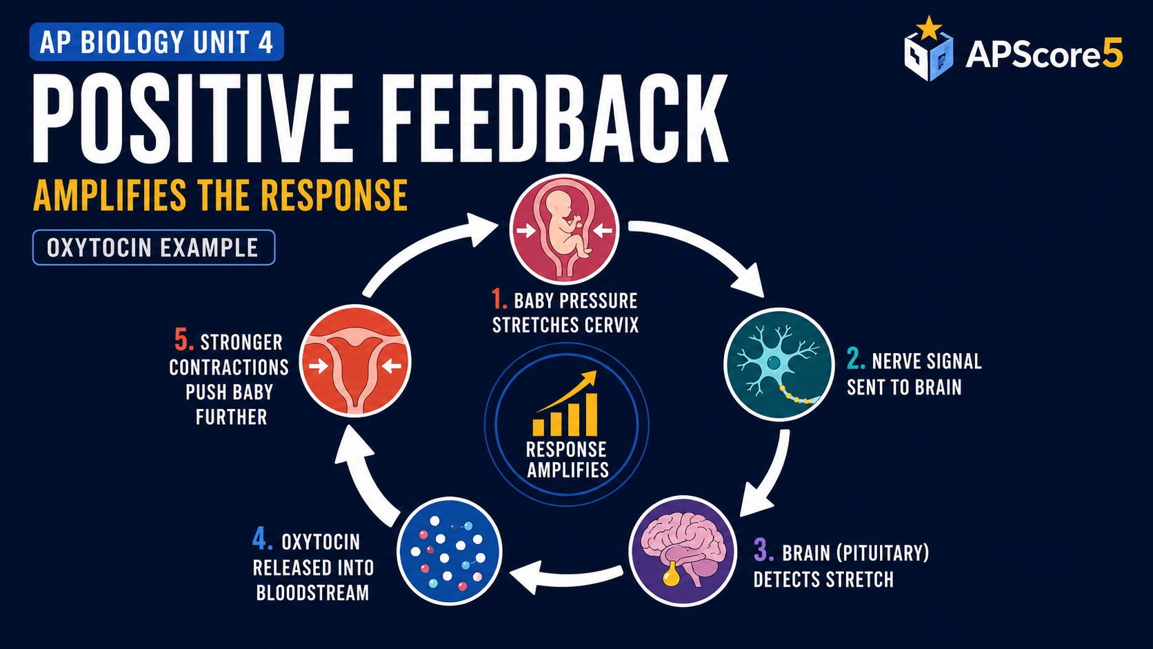 Amplifying response diagram