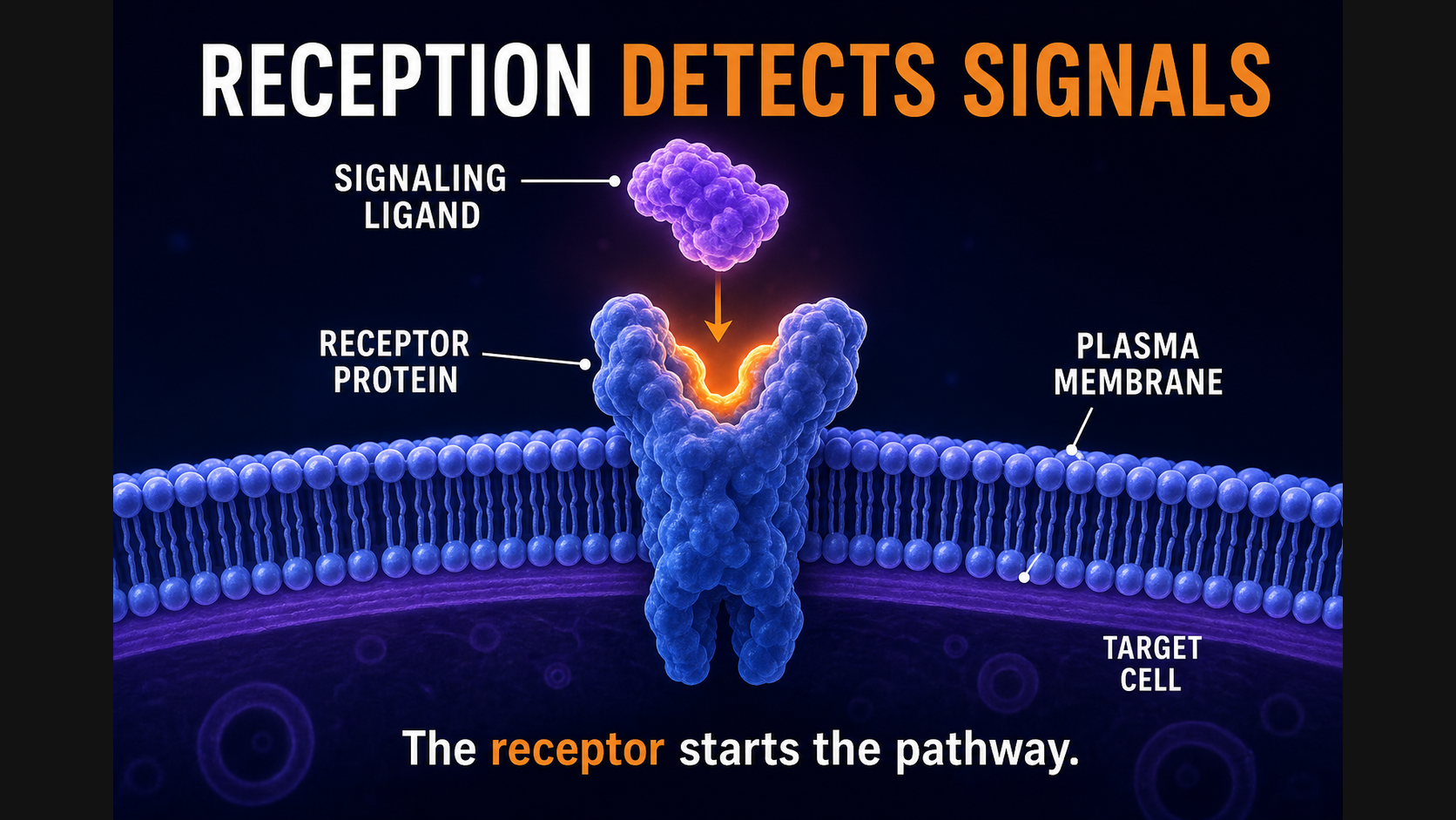 Reception step ligand bind