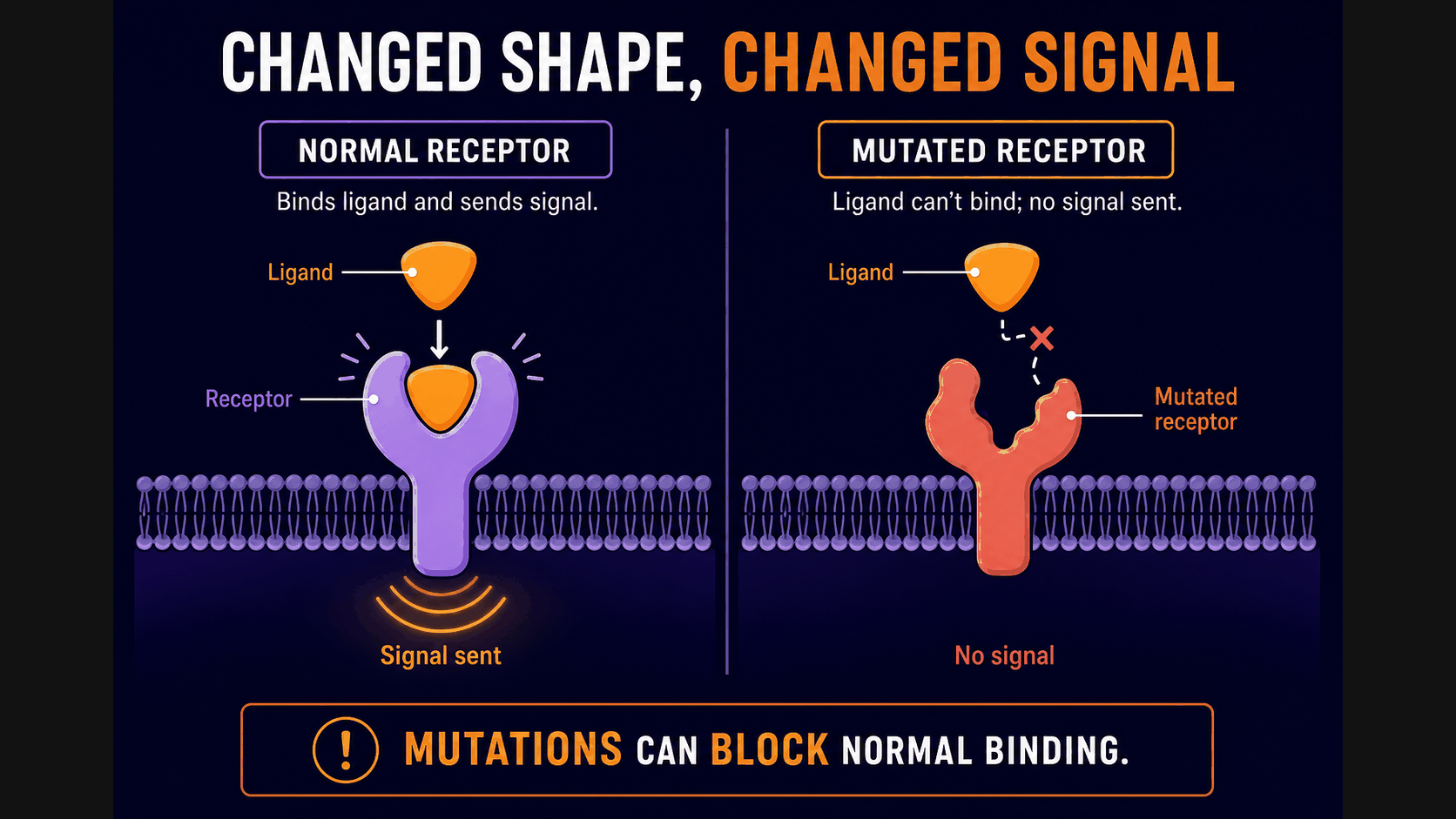 AP Biology receptor mutation infographic showing how a changed receptor shape can prevent ligand binding and disrupt signaling
