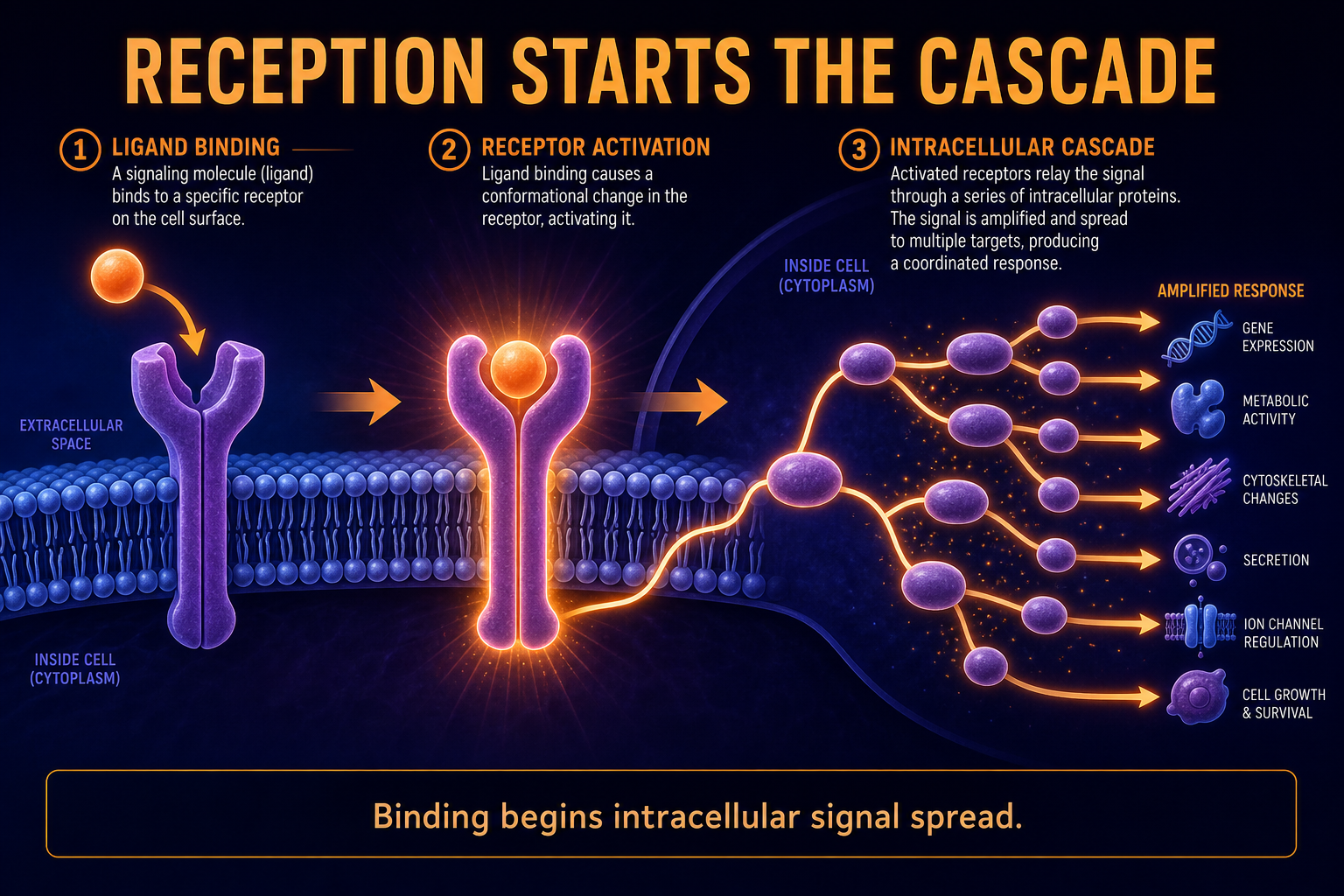 AP Biology receptor to response infographic showing ligand binding starting an amplified signal transduction cascade
