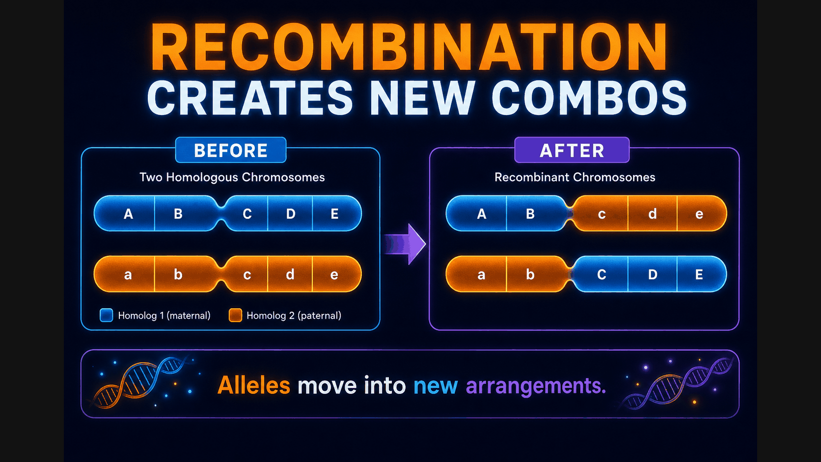 AP Biology recombinant chromosome infographic showing new allele combinations after crossing over