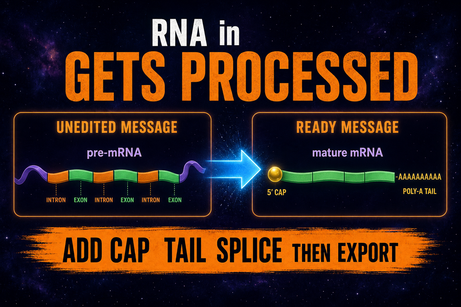 RNA processing AP Biology showing pre-mRNA becoming mature mRNA with cap tail and splicing