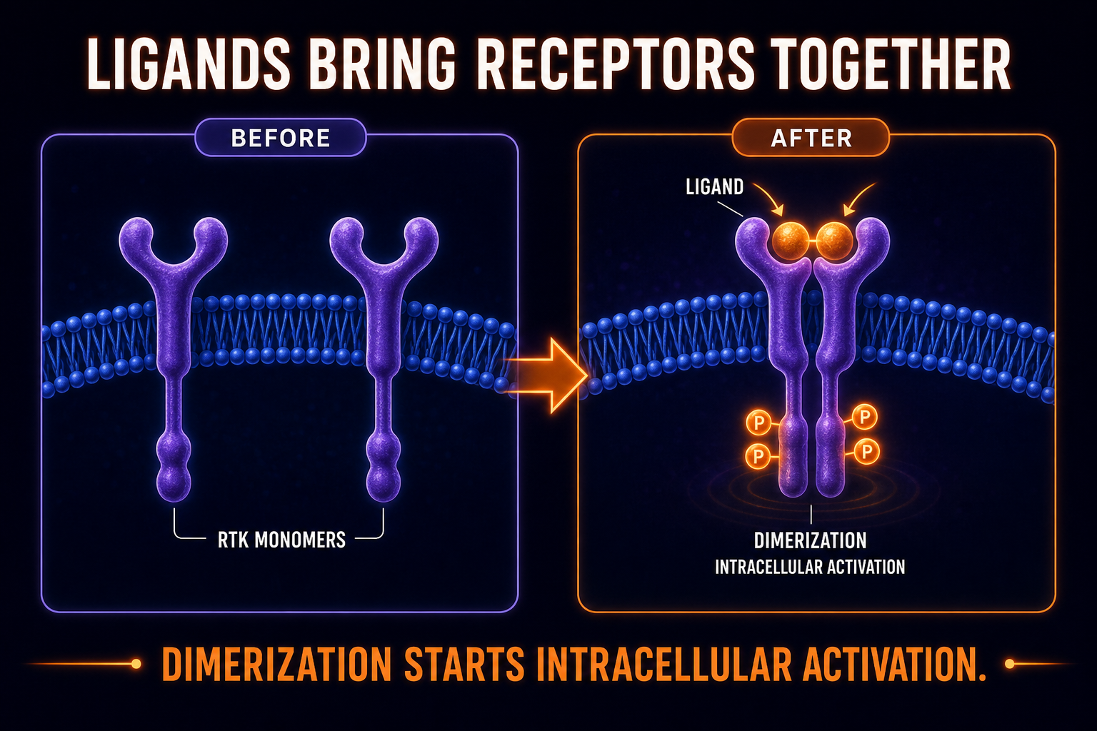 AP Biology receptor tyrosine kinase dimerization infographic showing ligand binding bringing two receptor monomers together