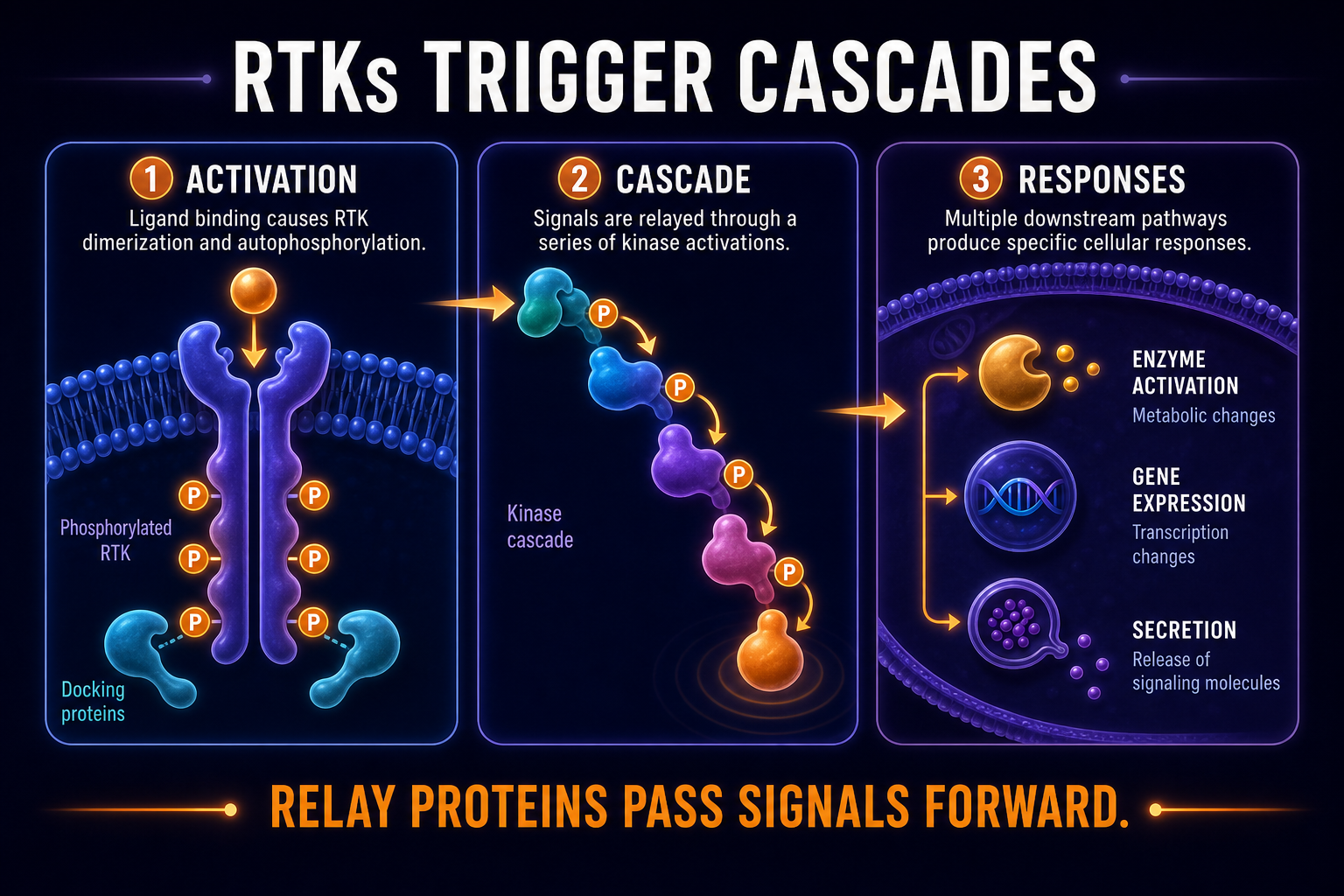 AP Biology RTK kinase cascade infographic showing phosphorylated receptor activating relay proteins and downstream responses