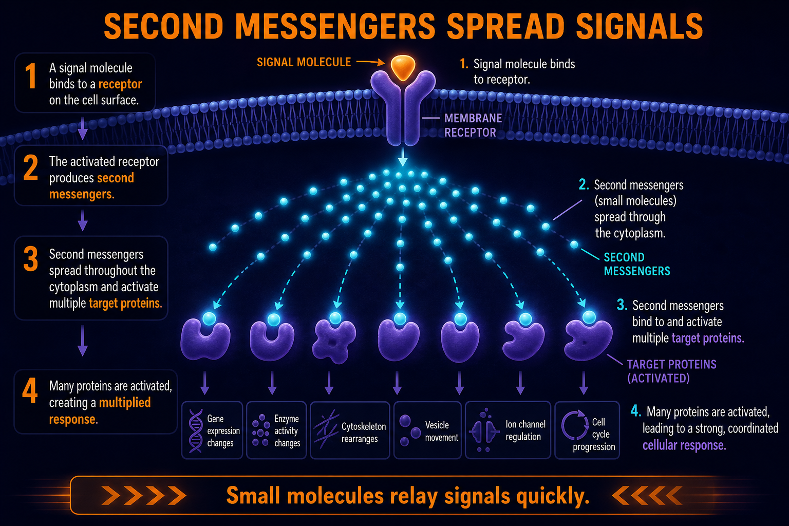 AP Biology second messenger amplification infographic showing small intracellular molecules spreading a cell signal to multiple targets