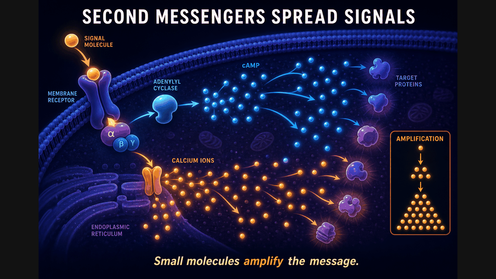 cAMP and calcium messengers
