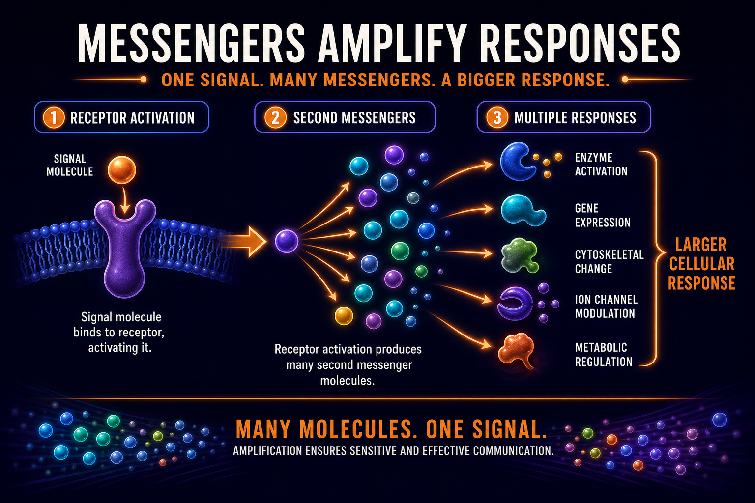 AP Biology second messenger amplification infographic showing many intracellular molecules spreading and amplifying one signal