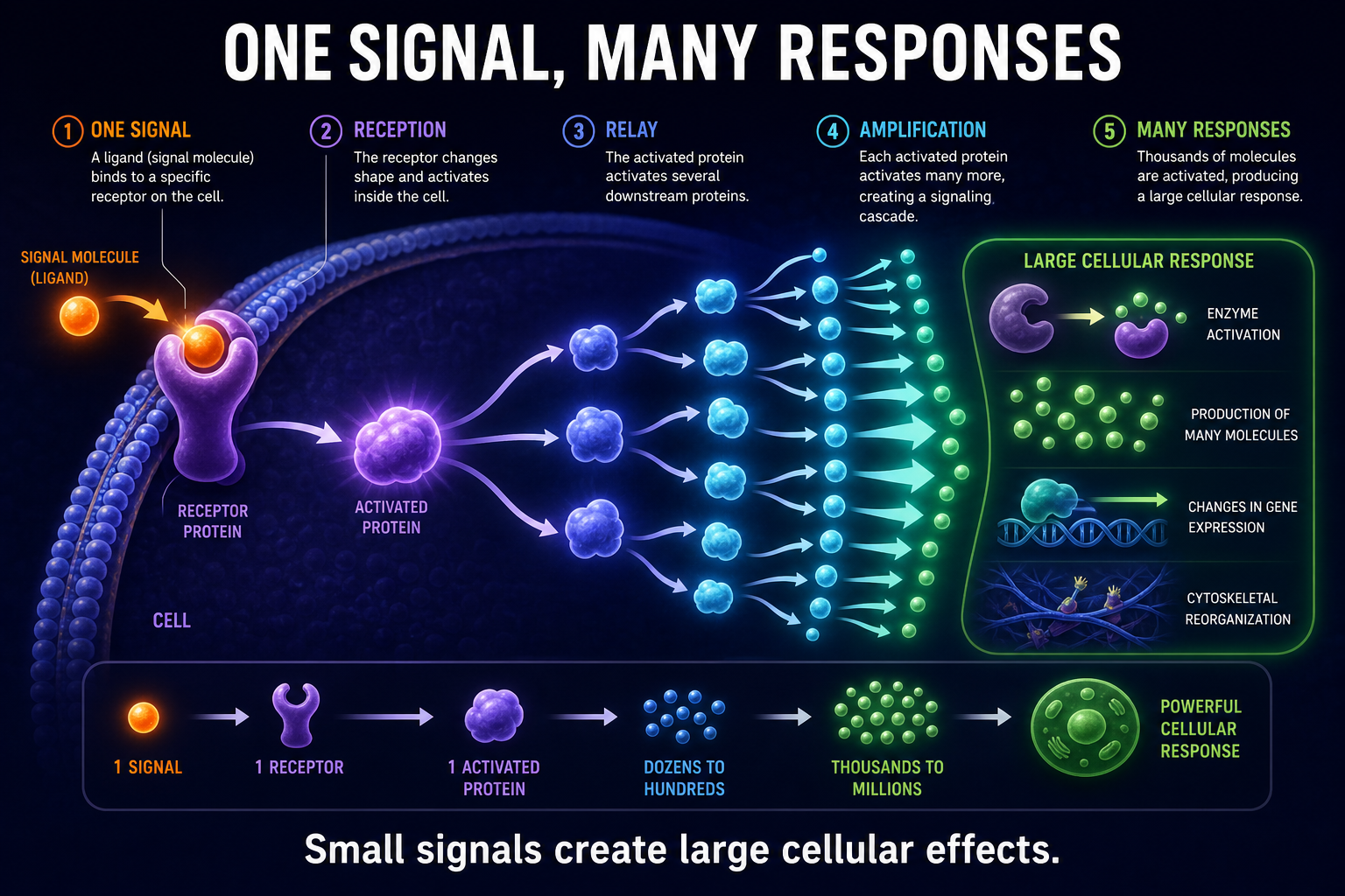 AP Biology signal amplification infographic showing one receptor signal triggering many relay proteins and a large cellular response