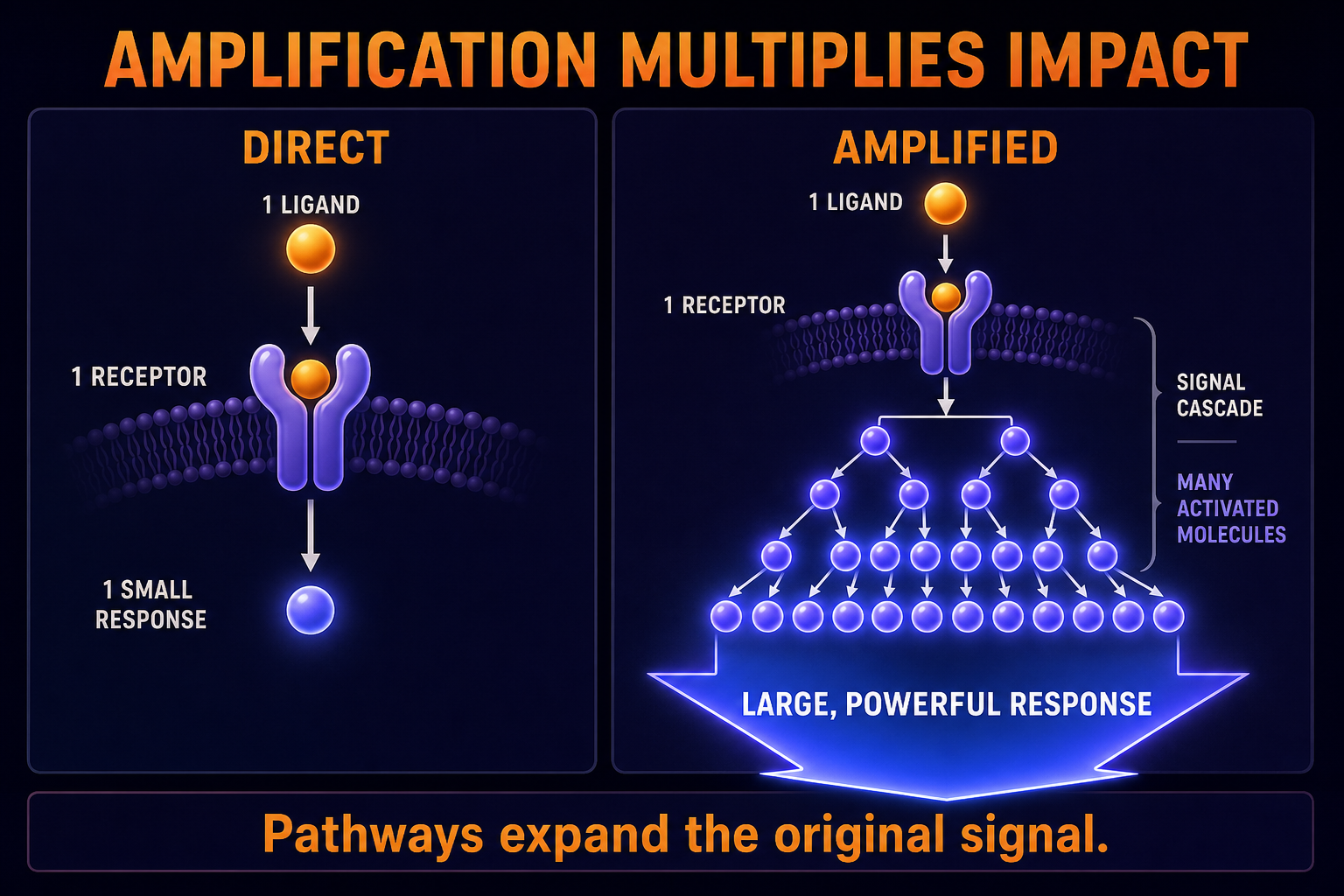 AP Biology signal amplification comparison infographic showing amplified signaling producing a larger response than a direct one-to-one pathway