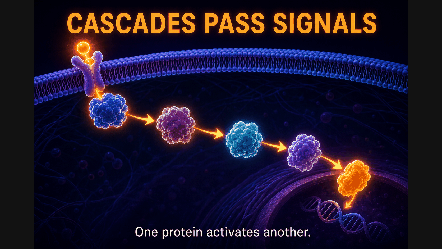 Pathway cascade protein chain