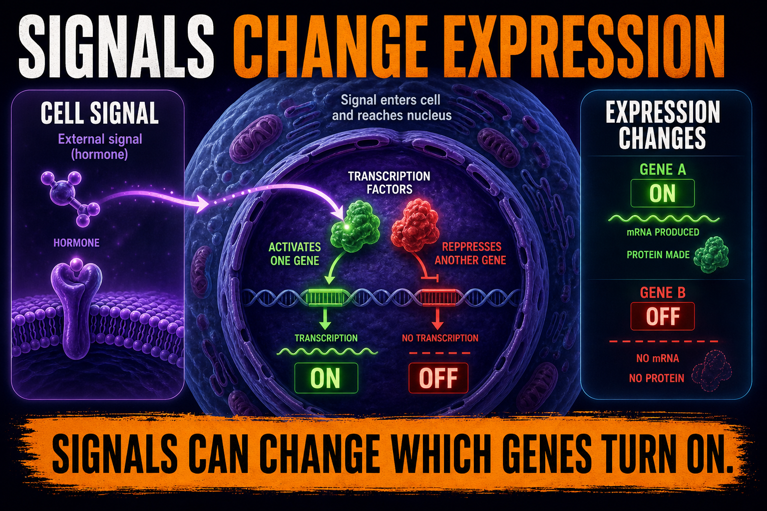 Signals changing gene expression AP Biology showing transcription factors turning genes on and off