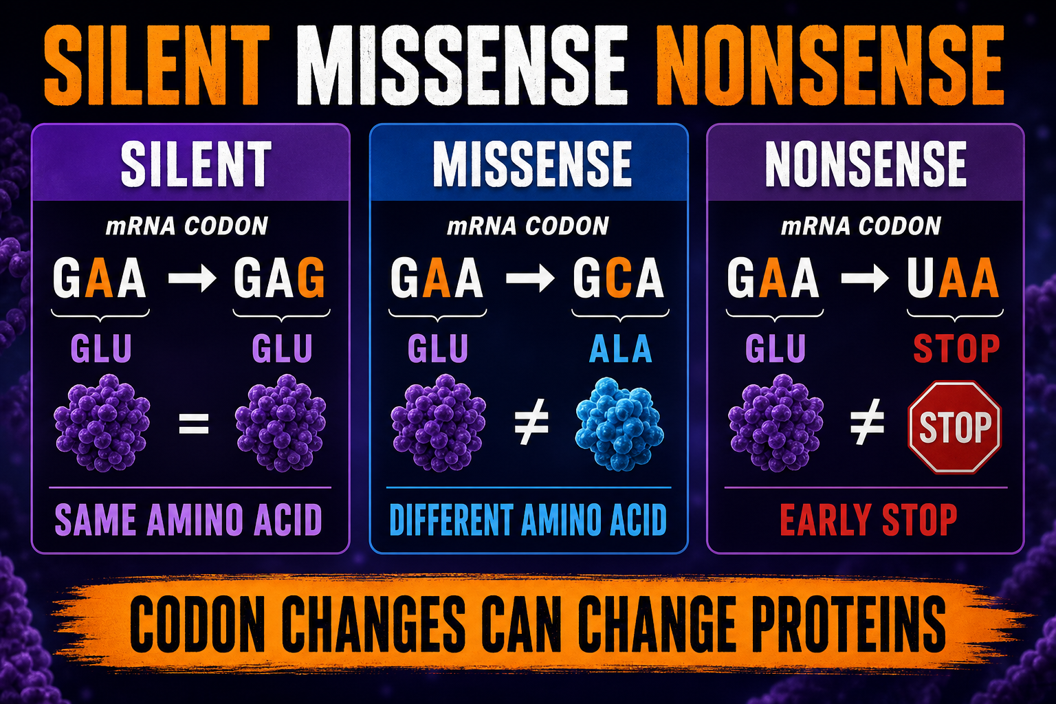 Silent Missense Nonsense Mutations AP Biology Silent missense and nonsense mutations AP Biology showing codon changes and protein effects