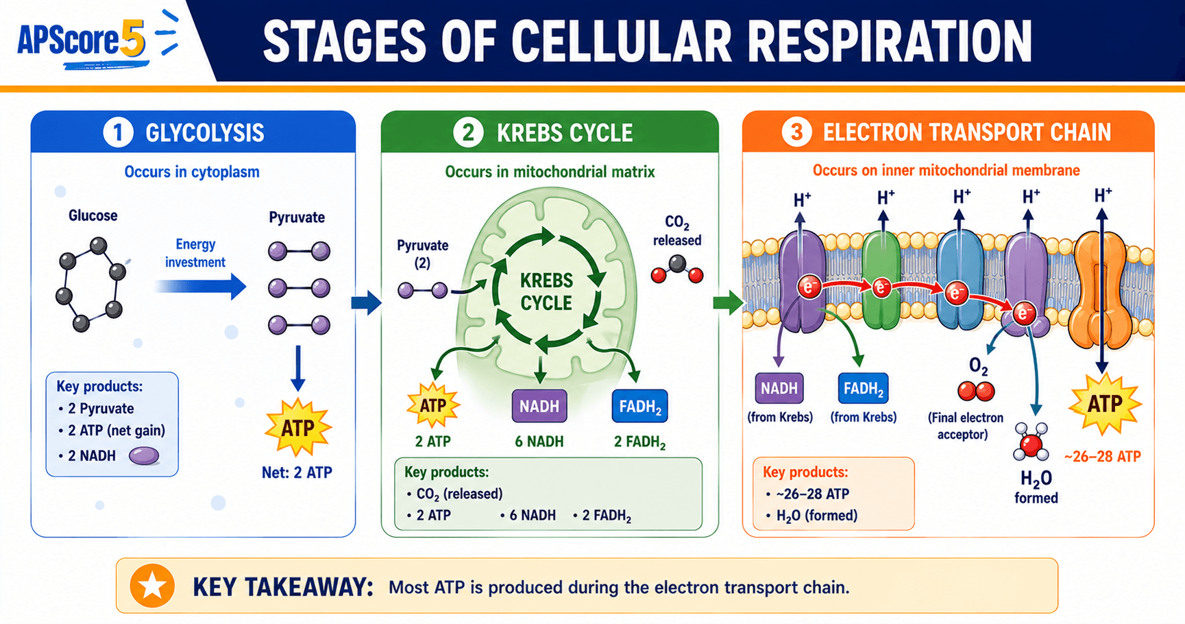 Four stages cellular respiration