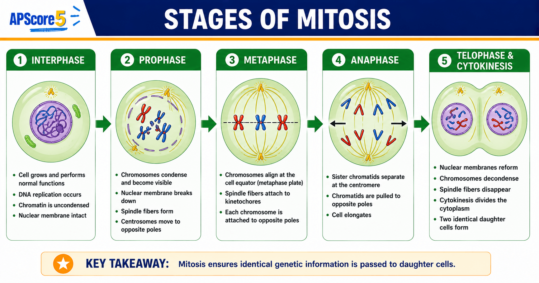 Mitosis PMAT stages diagram