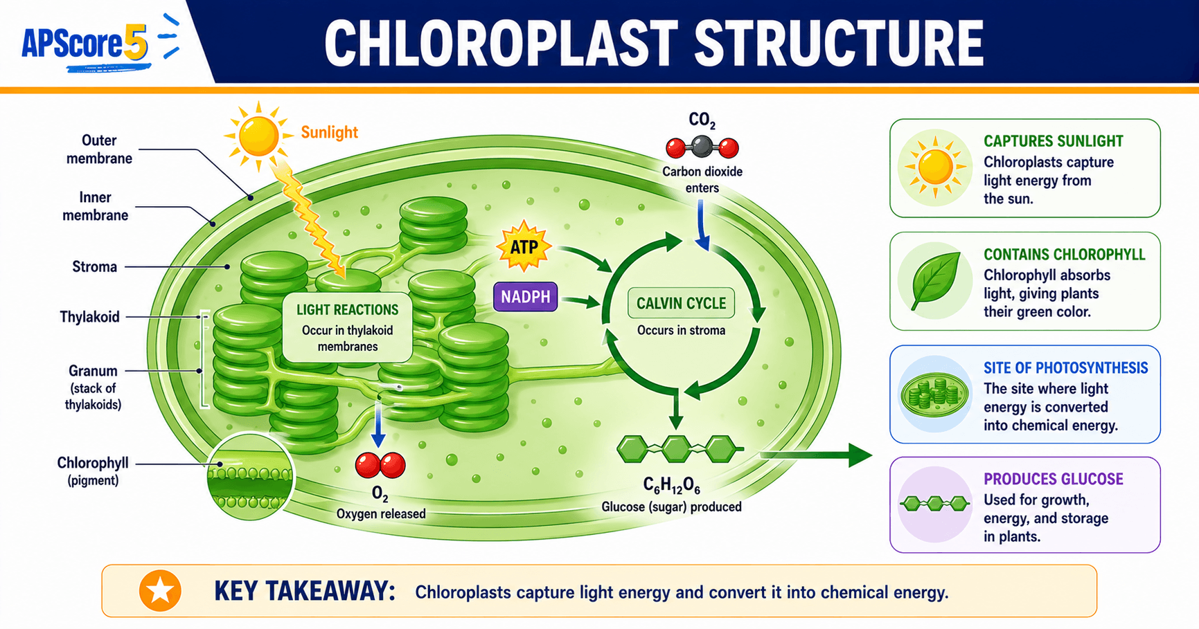 Chloroplast structure labeled