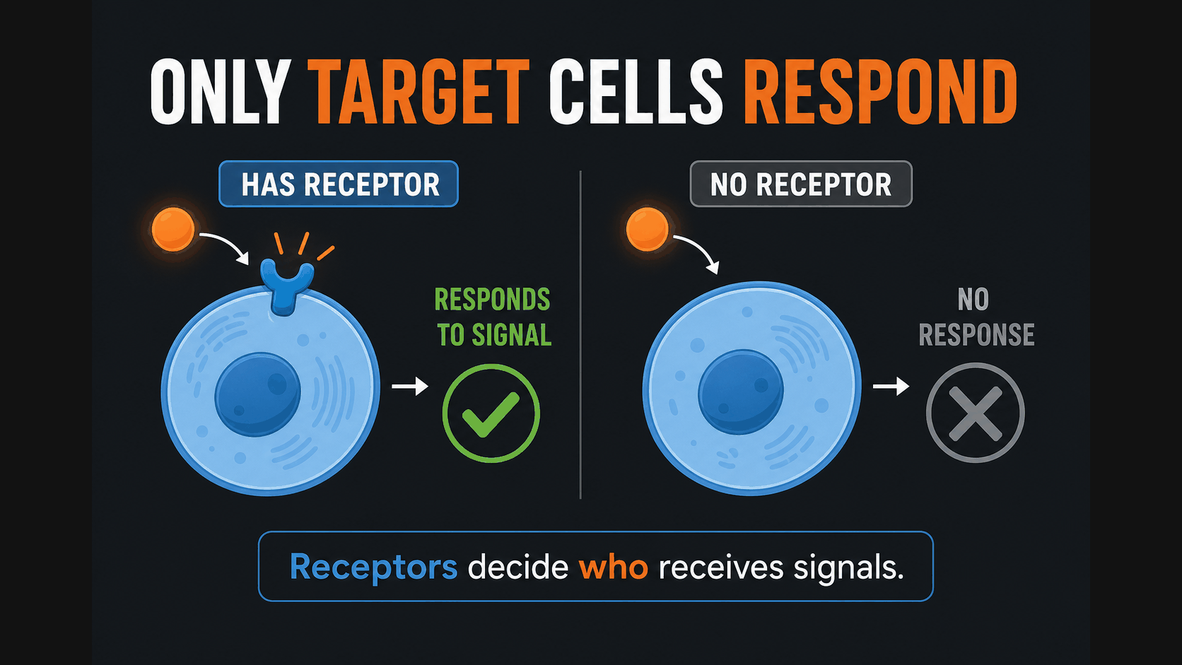 AP Biology infographic showing target cells responding only when the correct receptor is present