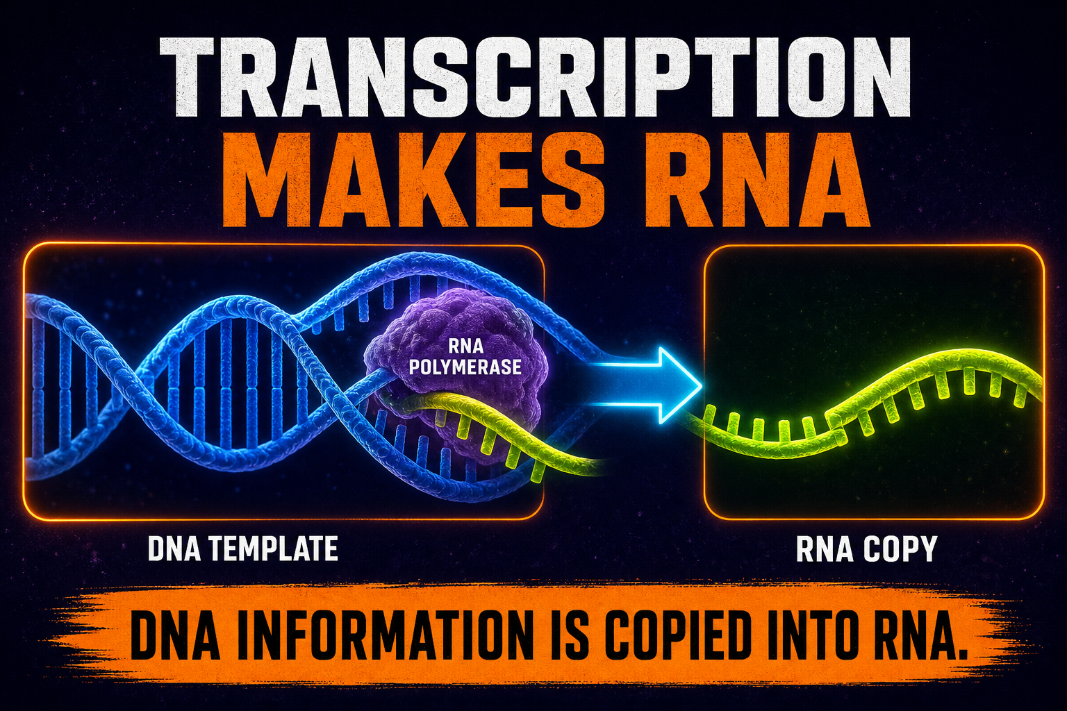 Transcription and RNA processing AP Biology showing DNA template copied into RNA by RNA polymerase