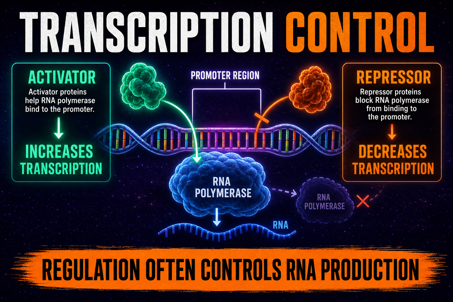 Activators repressors RNA pol