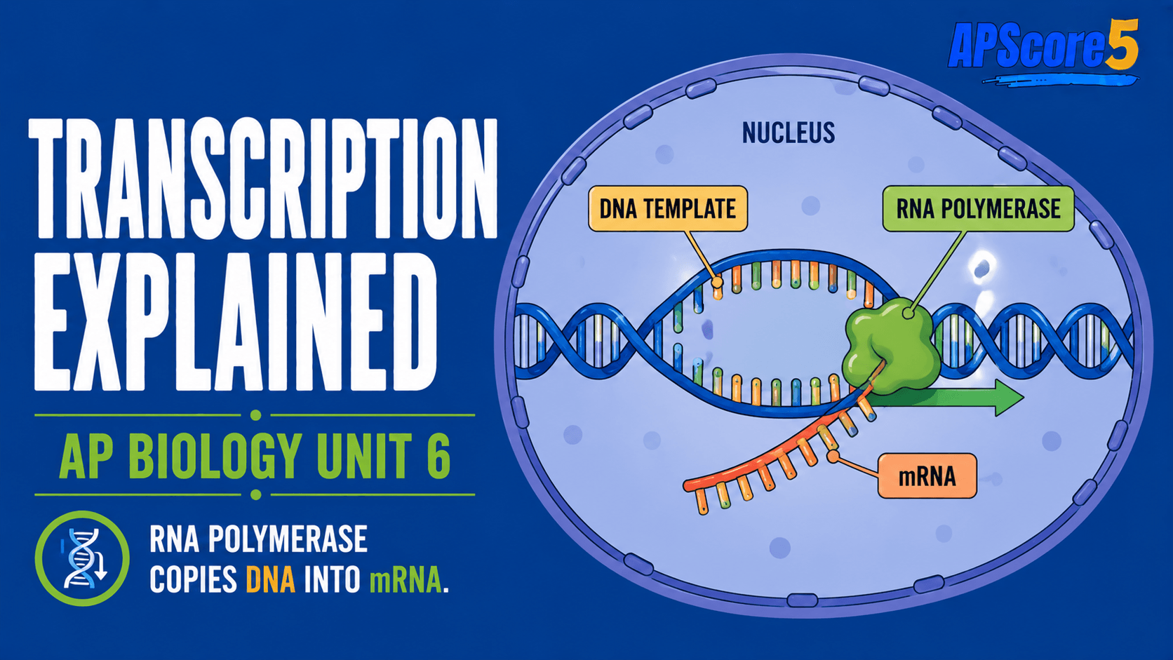 Transcription mechanism diagram