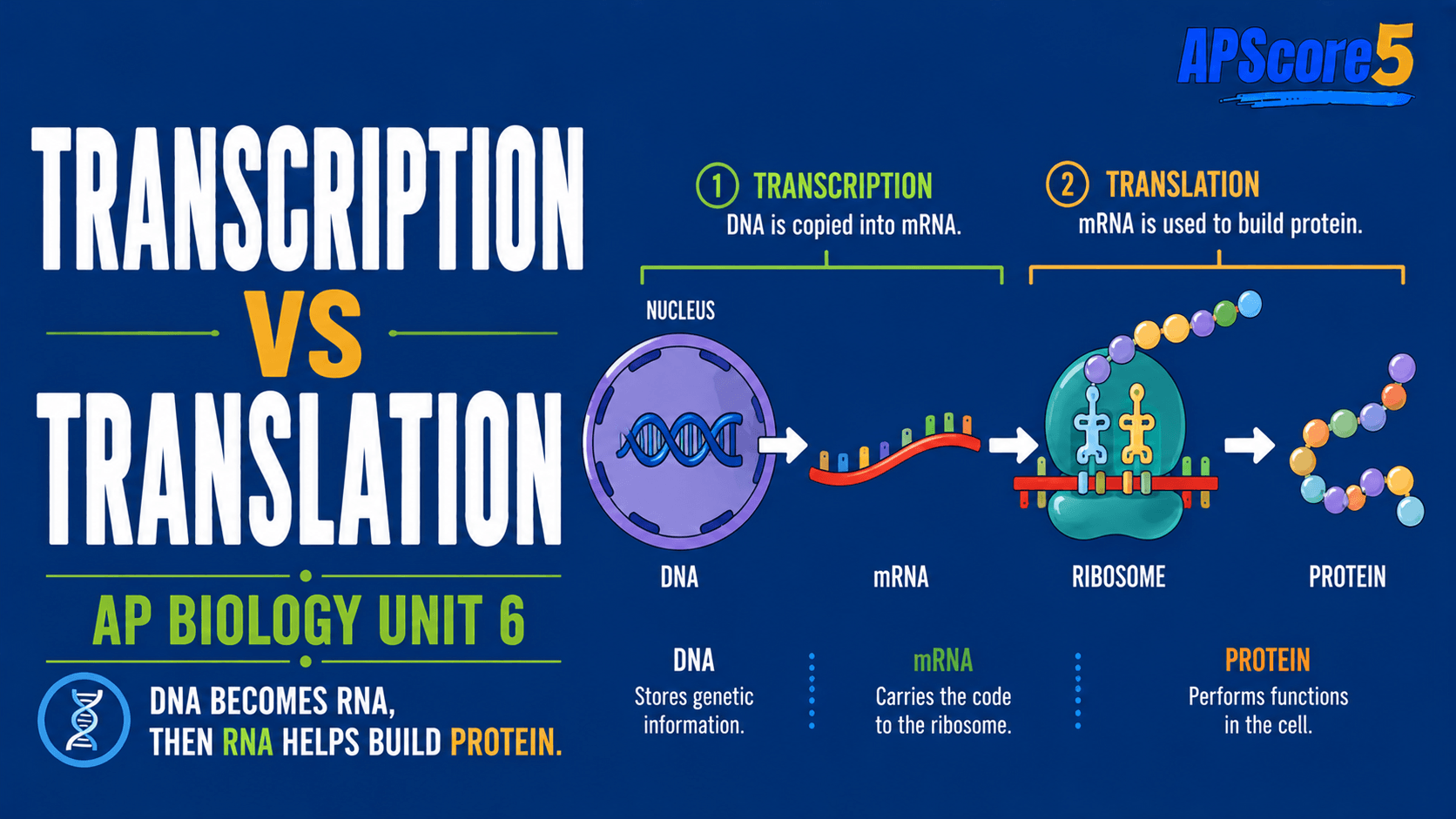 DNA RNA protein synthesis