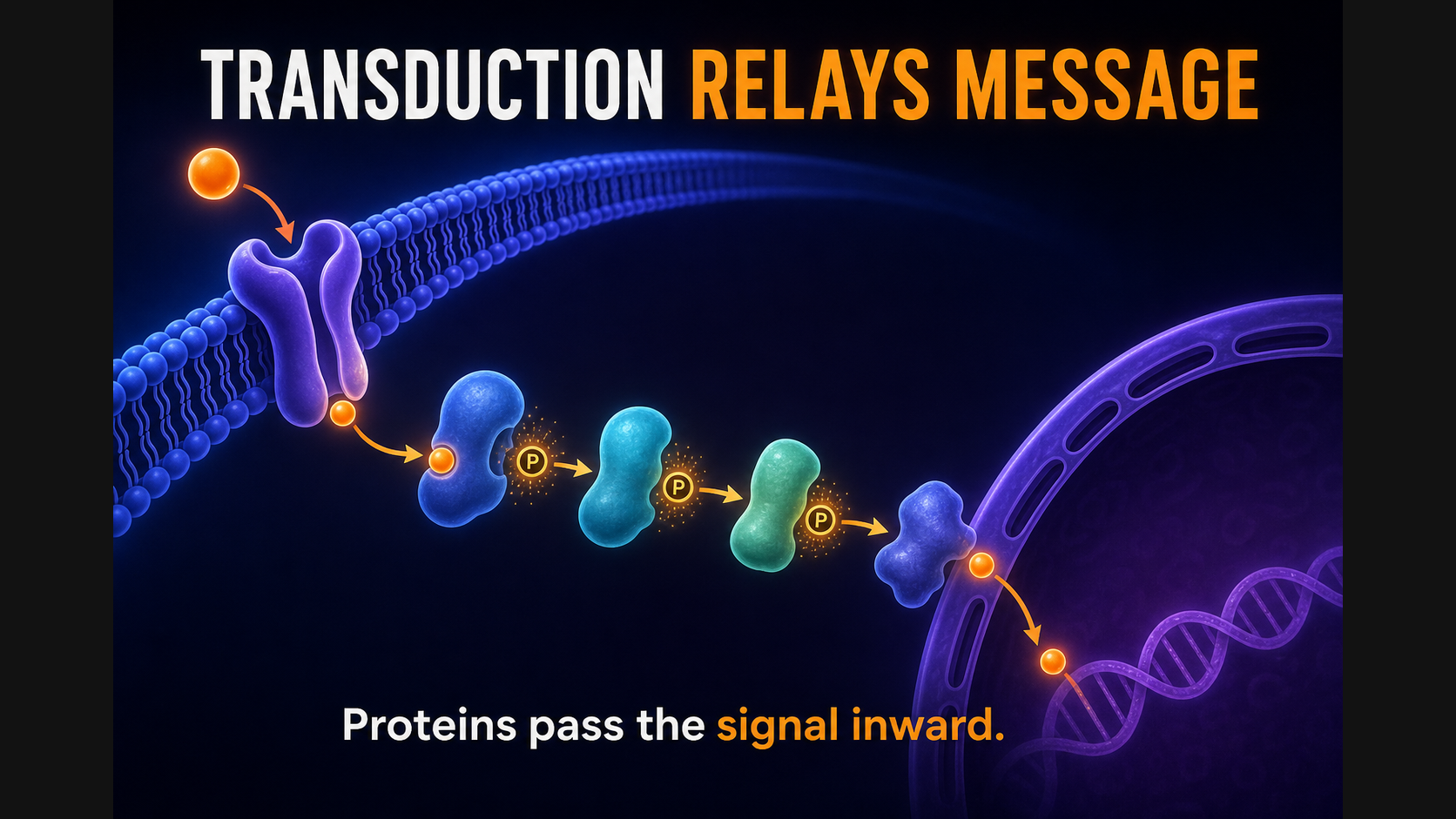 Transduction relay proteins