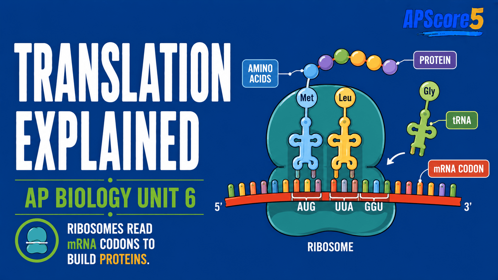 Translation ribosome mechanism